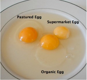 EggsComparision